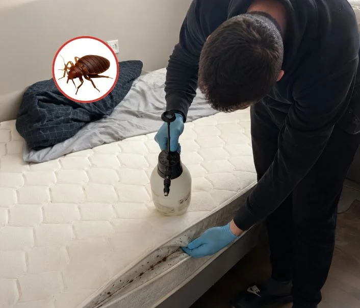 Technicien traitant un matelas contre les punaises de lit à Chaumes-en-Brie
